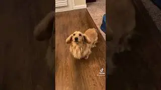 What a MIX of GOLDEN RETRIEVER And a DACHSHUND Looks Like 😱 #shorts