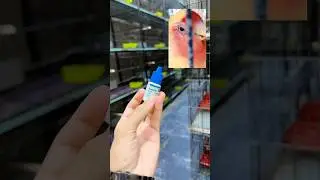 Eyes infection lovebirds #virals #viralvideo #shorts #loveyou #lovebirds #wa_aviary #eyesinfection