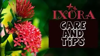 How to grow and Care Ixora plant || How to get more flowers in Ixora || Urdu Hindi