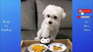Dogs Being Hilarious: The Ultimate Funny Dog Compilation 🐶😂