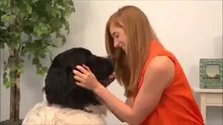 Pet Grooming Glove 1 VIDEO