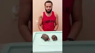 Tort-talk: Cherryhead tortoise.