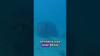 What is the color of octopus blood?