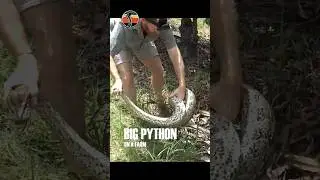 Big snake on fruit farm in Hoedspruit #snakecatching #snake #wildlife #snakecatcher