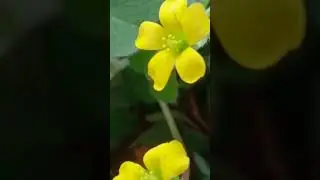 khatti booti @himanshu29515# #nature#viral #shortvideos #flower#trending#uknews#entertainment#yt#