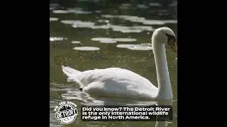 #DidYouKnowDetroit: Detroit River