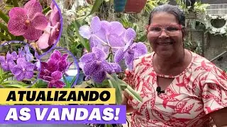 🔵TOUR PELAS ORQUÍDEA VANDAS MOSTRANDO FLORAÇÕES E DESENVOLVIMENTO‼️