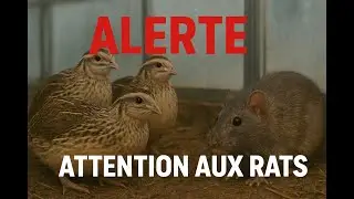 ALERTE  ATTENTION AUX RATS