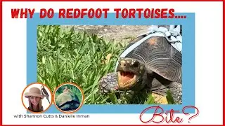 The Curious Keeper Why Do Redfoot Tortoises Bite?