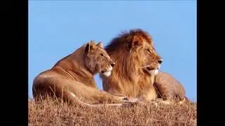 Hip Hop Beat Instrumental - Africa (BoomBap) prod. by RandomBeats