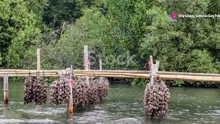 Mangrove Mysteries: Bhutan's Coastal Biodiversity Hotspots #animal2024 #wildlife