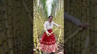 Cutting skills sugarcane farm and very happy life eating so sweet fresh #farming