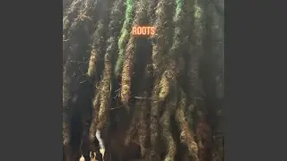 Roots Disclaimer