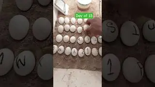 Eggs Hatching Process Day Of, 15 🥚🐣