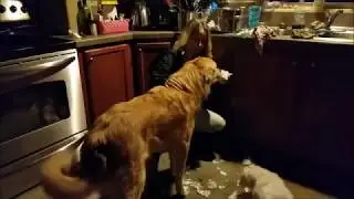 Bad Dog Gets Into Christmas Presents