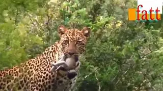 leopard vs monkey