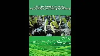 Agrochain Pesticide Knowledge sharing 01:How to Control Weeds in Soybean Fields