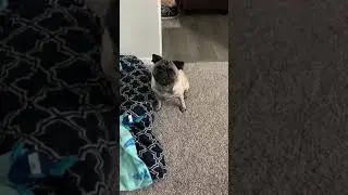 Pug begging for Rachel Ray treats