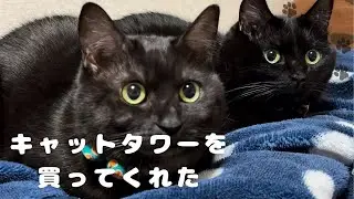 キャットタワーを買ってもらった猫ちゃん【にゃんこの会話】