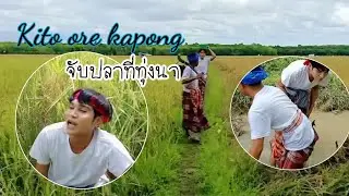Kito ore kapong จับปลาที่ทุ่งนา