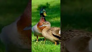 Did you know this Duck Fact? 🦆👀 #science #animals #nature #fact #duck