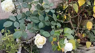 আজ বাগানে অনেকগুলো সাদা গোলাপের মেলা বসেছে আরে একি হাত দিতেই কি ঝরে গেলো 😳#Vlog2026#daily#subscribe 
