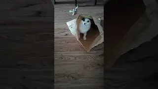 funny #cat poses