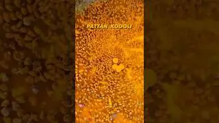 Shri Vitthal Birdev Yatra Pattan Kodoli 💛 #yellow #ytshorts #shorts