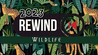 2023 Wildlife Rewind: A Year of Triumphs and Challenges