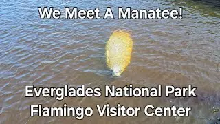 We Meet A Manatee @ Everglades National Park Flamingo Visitor Center!