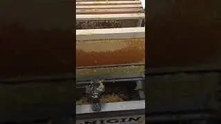 INFINITY HONEY - extractie miere