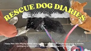 Rescue Dog Diaries - Holding on to fall and slowly welcoming the holiday season