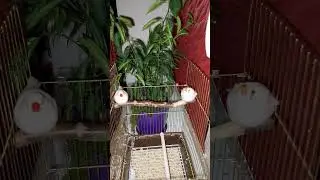 Посварилися☺️посідали здалека одне від одного🫣 #birds #live #zabrafinch #cute