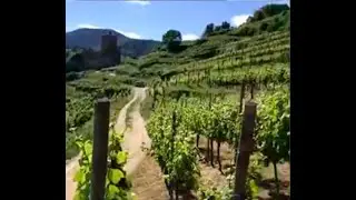 #VineyardChat with Eddy Faller of Domaine Weinbach in Alsace, France