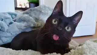 Спасение котёнка: невероятное сияние голодающего кота! | Милая тревога