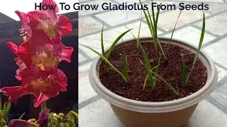 How To Grow Gladiolus From Seeds