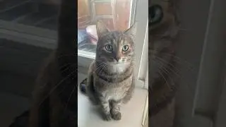 Авэ Мария на своём месте🐈 #cat #котик #shorts #shortvideo #cute #смешновидео #смешныеживотные