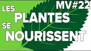 Plantes se nourrissent MV#22-SVT Collège-Mathrix