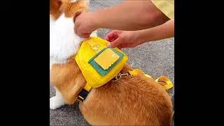 Мини-рюкзак для собак #dog #pets #petshop #cute #funny #petlover #bagfordog #grooming