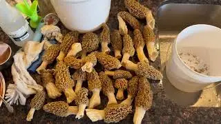 How to Clean and Cook Morel Mushrooms