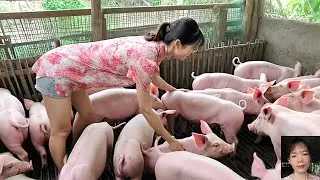 Explore Country Life: Corn Production An Essential Feed in Pig and Poultry Farming. Episode 26