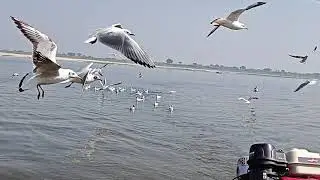 Serene moments on Ganges: Bird fed mid-river. #VindhyachalMagic #NatureNurtures #boat #YoutubeShorts