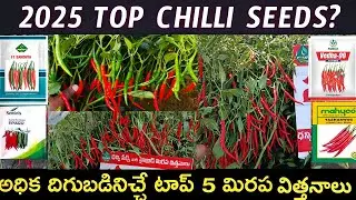 2025 top chilli seeds? అధిక ధిగుబడినిచ్చే టాప్ వన్ మిర్చి విత్తనం?