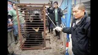 Imprisoned and Mutilated: The Battle to End Bear Bile Extraction!  #AnimalRights #StopAnimalCruelty