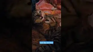 Cats Aku and Iines washing #short #short #shortsfeed #cats #cat #catshorts #kissat