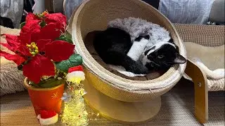 日曜日午後気まぐれまったりゲリラ猫配信🐱