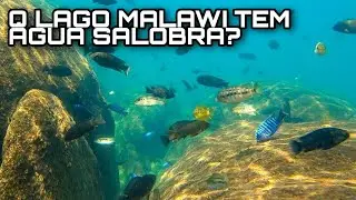 PARÂMETROS DE ÁGUA PARA CICLÍDEOS AFRICANOS DO LAGO MALAWI