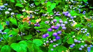 Nature Travel vlog hd video🏍️Yercaud Hills Station nature video