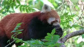 flower status nature status natural status morning status red panda Love status #shorts #nature