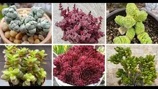 30 Most Popular Crassula Succulent Pictorial Guide
